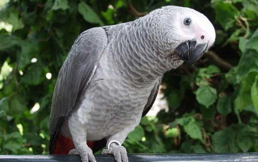 сколько живут попугаи