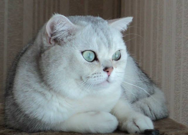 Шотландская прямоухая шиншилла