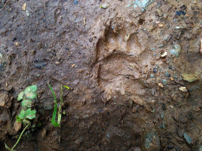 следы барсука