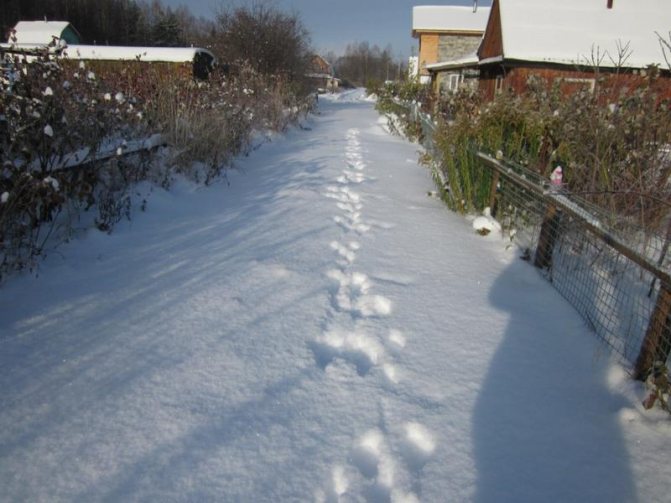 Следы зайца в дачном секторе