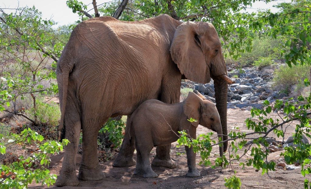 Слоненок и его мать