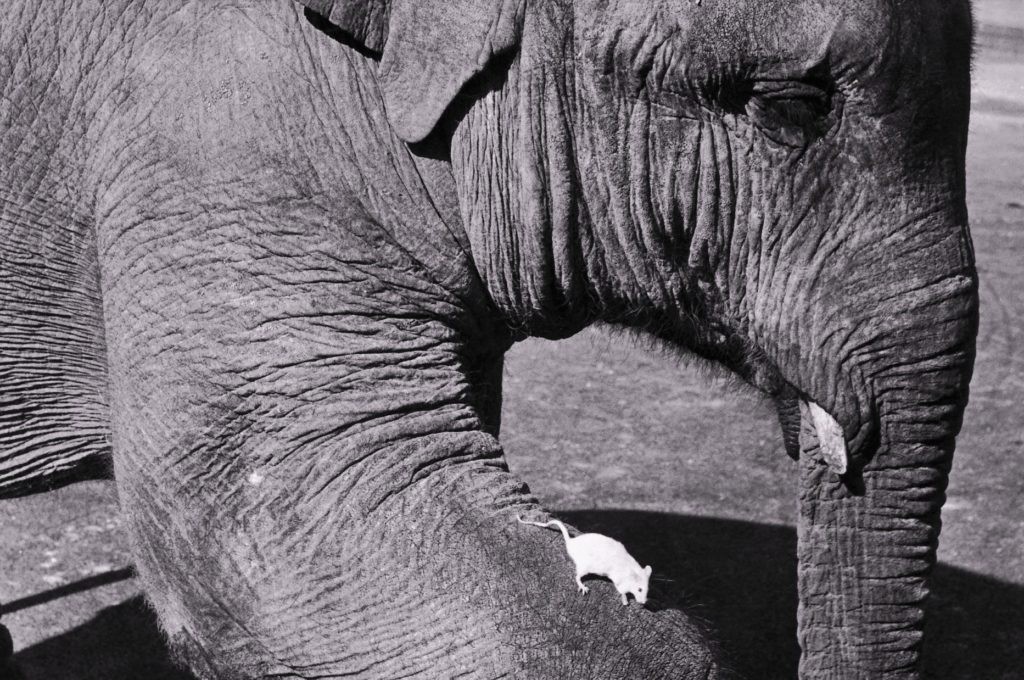 Слон и мышь