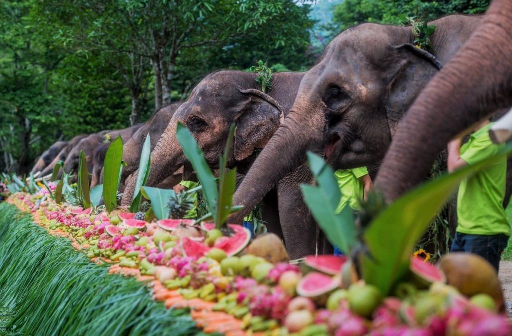 Вечеринка специально для слонов