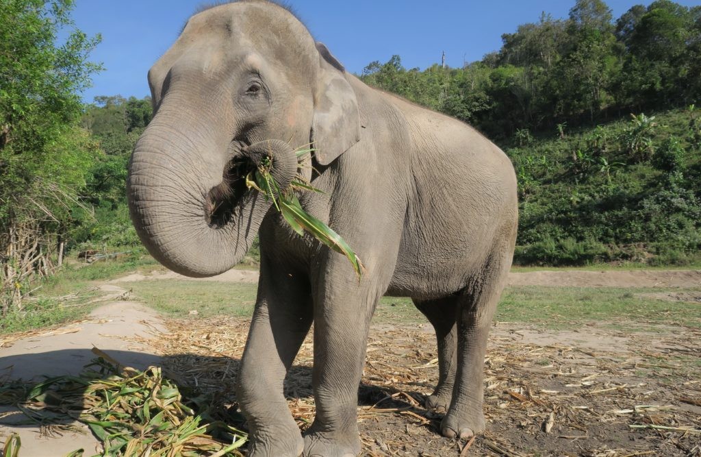 Основная пища слонов – трава