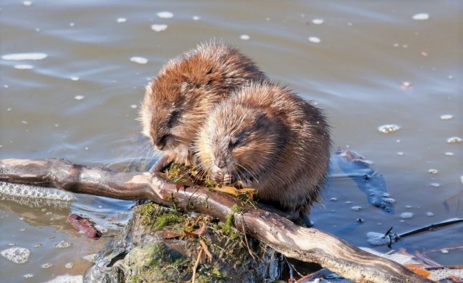 Как выглядит ондатра: описание животного и ареал обитания