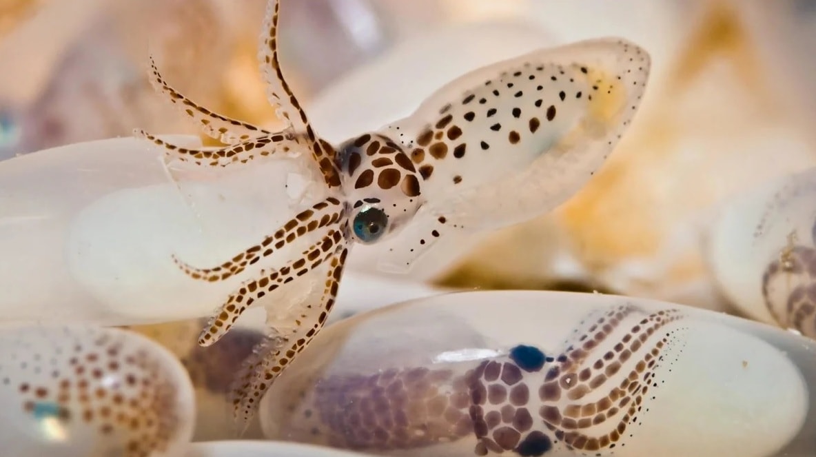 Маленький осьминог вылупился из икринки