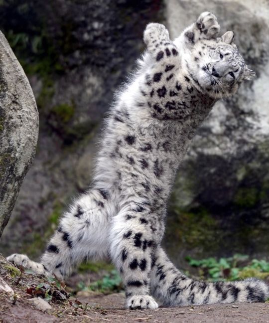 Снежный барс: как животное адаптируется к условиям среды