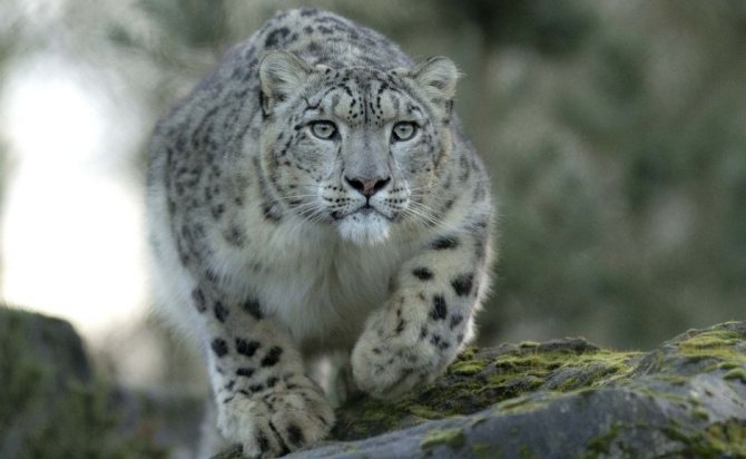 Снежный барс: как животное адаптируется к условиям среды