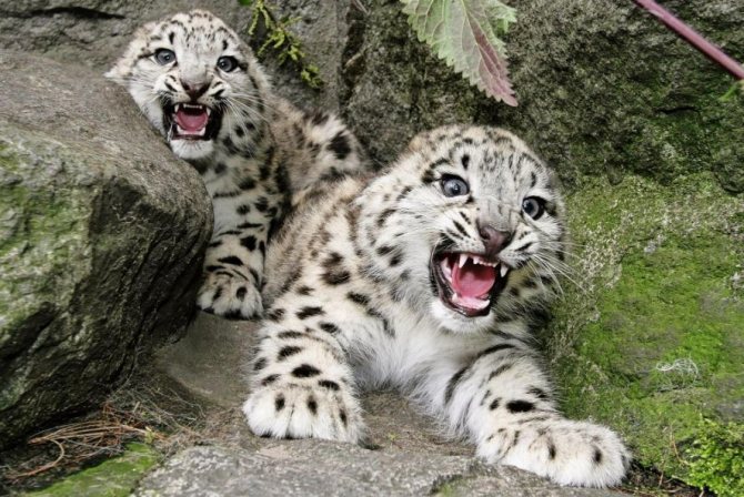 Снежный барс: как животное адаптируется к условиям среды