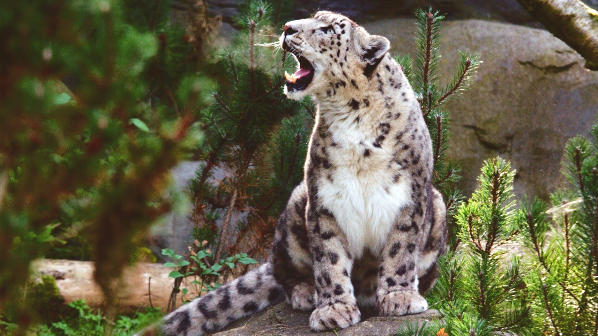 Ирбисы не любят переезжать на новые места