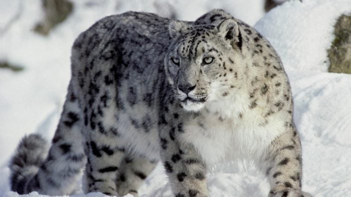 Снежный барс живет в заснеженных горах