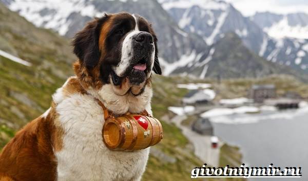 Собаки, которые спасают людей в горах