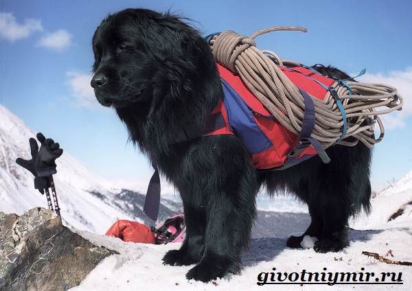 Собаки, которые спасают людей в горах