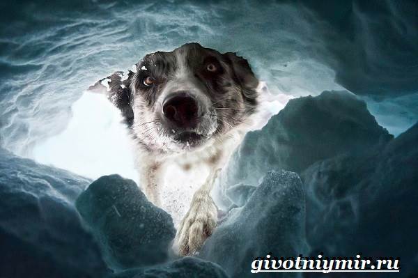 Собаки, которые спасают людей в горах