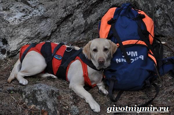 Собаки, которые спасают людей в горах