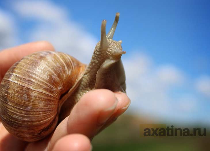 Обслуживание и уход. CC0