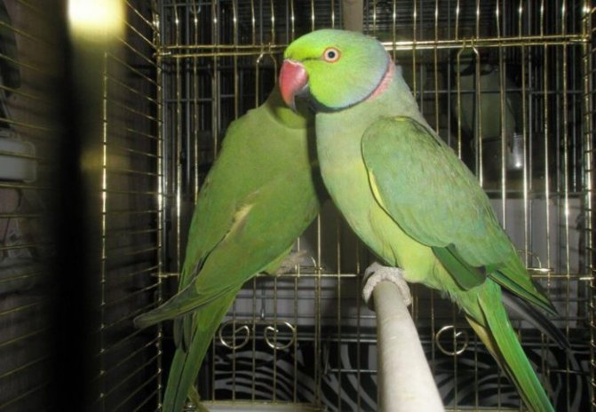Содержание кольчатых попугаев в клетке