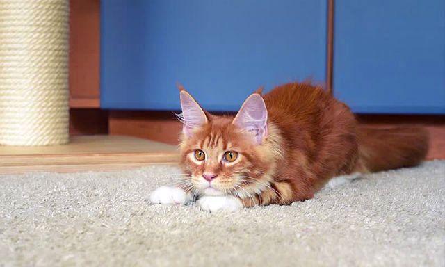 Содержание мейн-кунов – советы и рекомендации