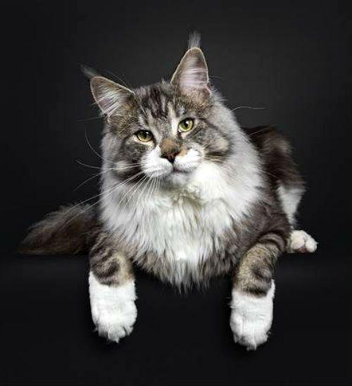 Содержание мейн-кунов – советы и рекомендации