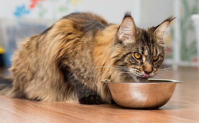 Содержание мейн-кунов – советы и рекомендации