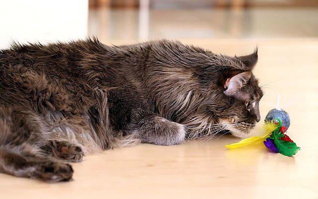 Содержание мейн-кунов – советы и рекомендации