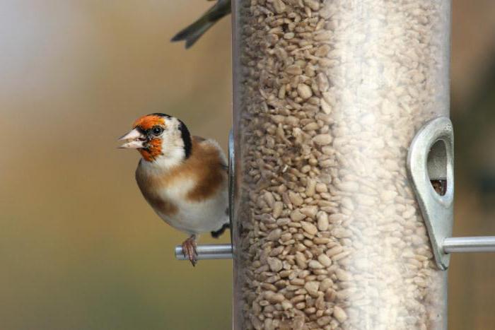 держите щеглов дома отзывы