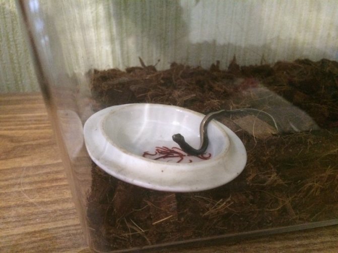 Содержание в домашних условиях