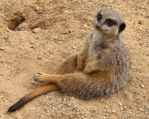 солнце друг сурикатов