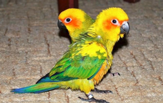 Солнечный аратинга