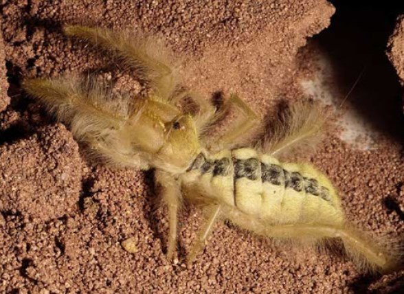 Паук фаланга (сольпуга): членистоногое, разрывающее своих жертв