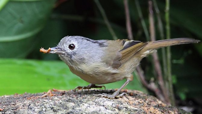 Соловей ест