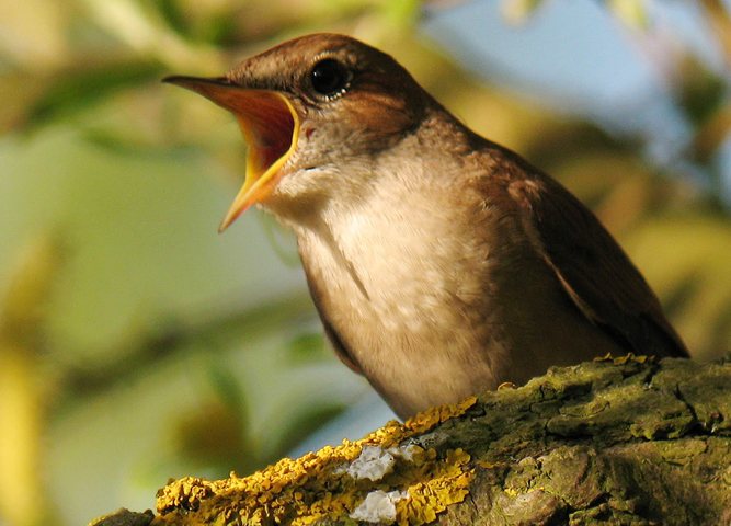 Соловей поэт