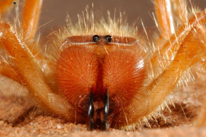 Паук фаланга (сольпуга): членистоногое, разрывающее своих жертв