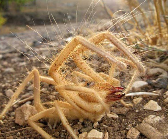 Паук фаланга (сольпуга): членистоногое, разрывающее своих жертв