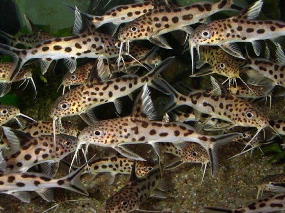 Сом-кукушка