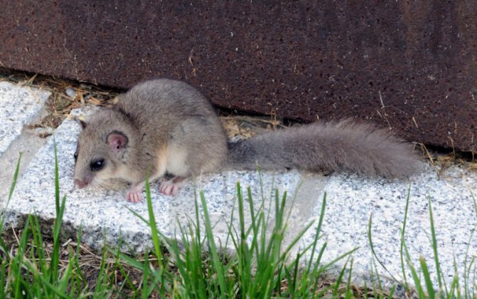 Соня-полчок