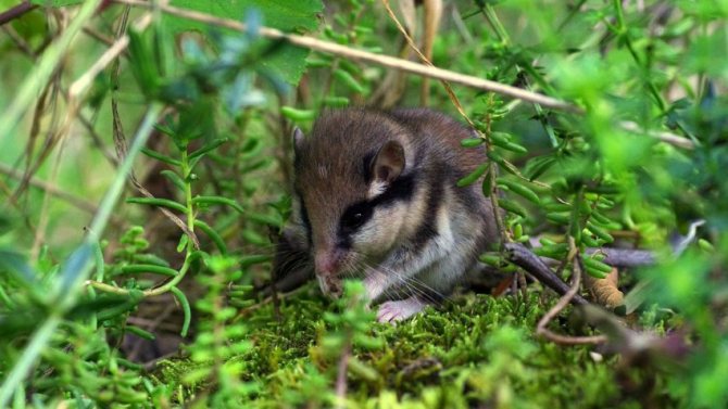 Соня: все о зверьке, любящем поспать