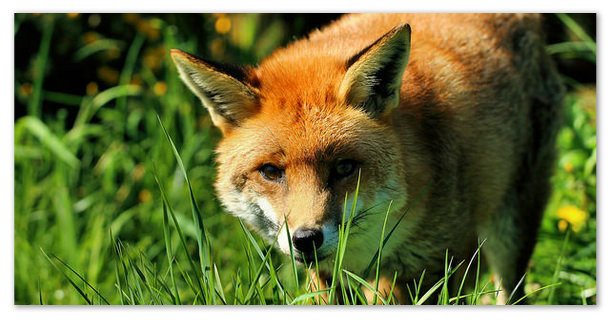 Сообщение о рыжей лисе.