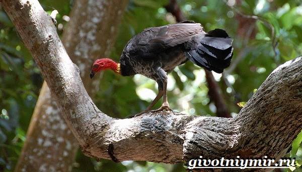 Сорная-курица-Описание-особенности-и-среда-обитания-сорной-курицы-2