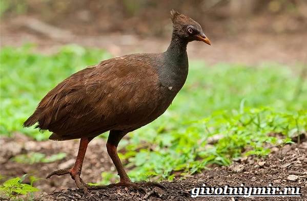 Сорная-курица-Описание-особенности-и-среда-обитания-сорной-курицы-3