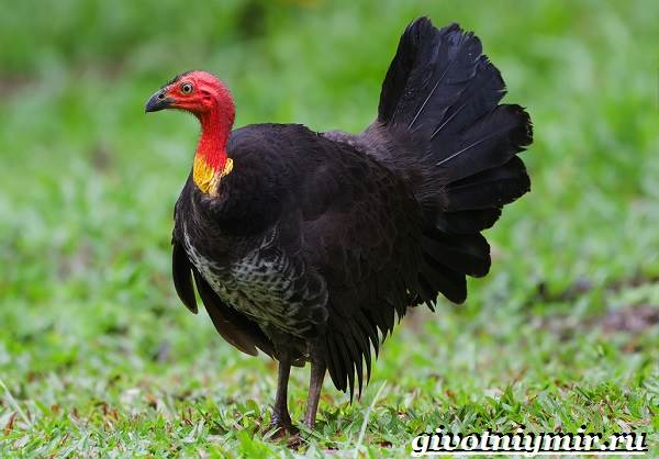 Сорная-курица-Описание-особенности-и-среда-обитания-сорной-курицы-5