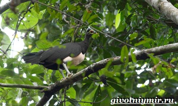 Сорная-курица-Описание-особенности-и-среда-обитания-сорной-курицы-7