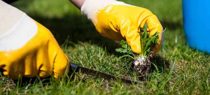 Кто ест тлю: божьи коровки, златоглазки и другие насекомые