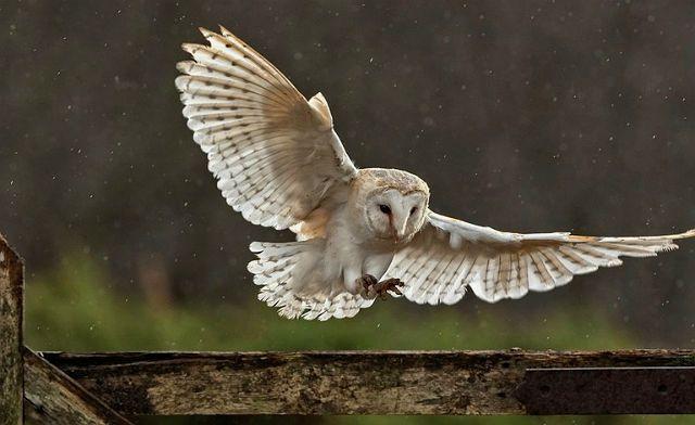 На сколько может поворачивается голова у совы и почему она крутится