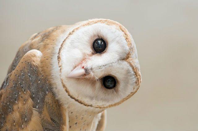 На сколько может поворачивается голова у совы и почему она крутится