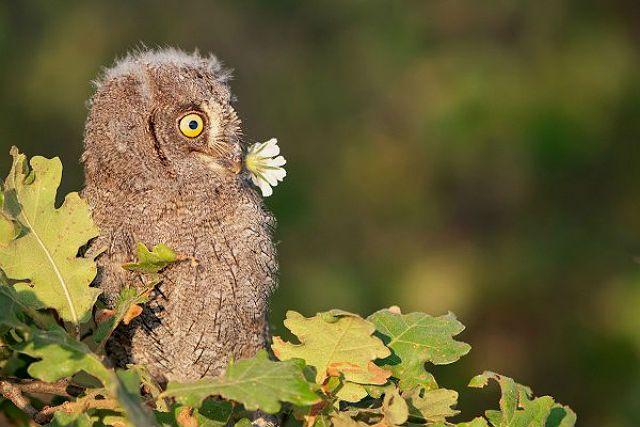Описание карликовой совы сплюшки и ее содержание в домашних условиях