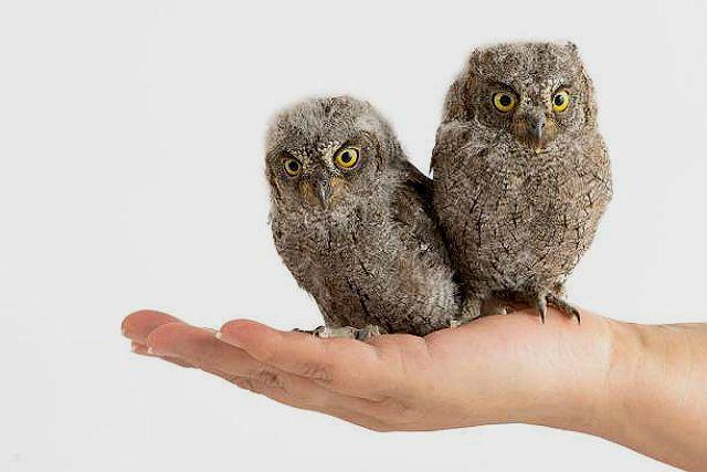 Описание карликовой совы сплюшки и ее содержание в домашних условиях
