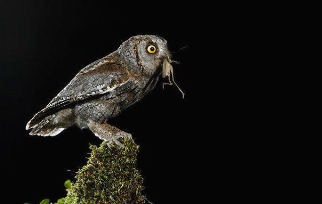 На сколько может поворачивается голова у совы и почему она крутится