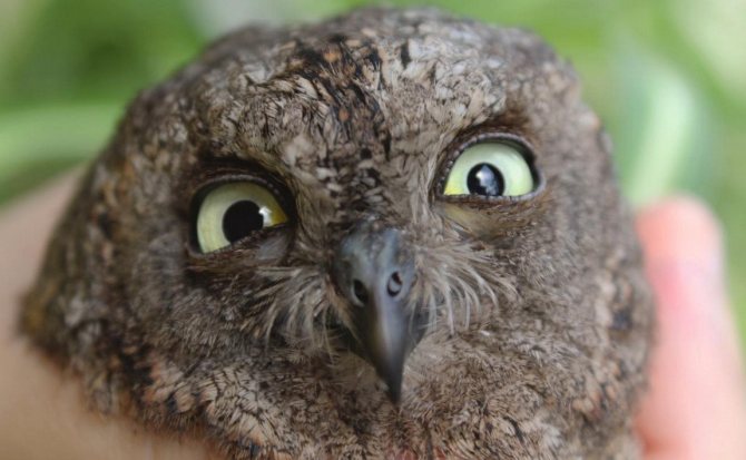 Сова сплюшка