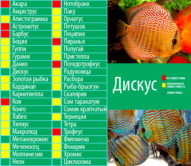 совместимость дискусов